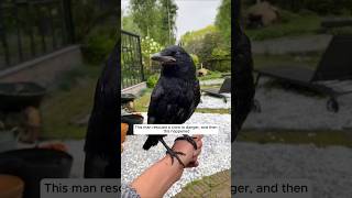 This man rescued a crow in danger and then this happened animalshorts shortvideo crow [upl. by Asilrak]