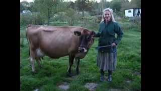 Milking a cow by hand [upl. by Giuliana]