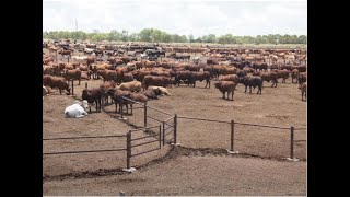 Managing Beef Cattle Feedlots [upl. by Billat]