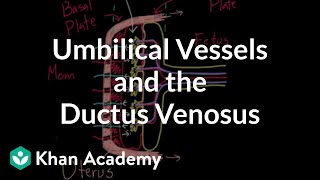 Umbilical vessels and the ductus venosus  Circulatory system physiology  NCLEXRN  Khan Academy [upl. by Otiv]