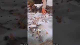 How to Harvest Razor Clams with Salt [upl. by Templeton]