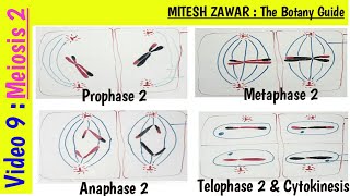 Meiosis 2  Prophase 2 Metaphase 2 Anaphase 2 Telophase 2 amp Cytokinesis 2  Stages of Meiosis 2 [upl. by Rentsch952]