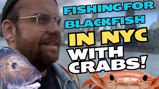 FISHING FOR BLACKFISH  TAUTOG IN NEW YORK CITY [upl. by Boatwright626]