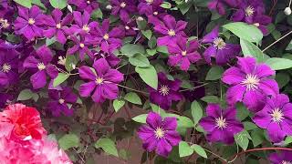 Clematis Jackmanii or Etoile violette June 2024 [upl. by Eidolem]