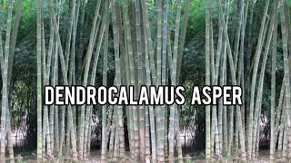 Dendrocalamus asper Giant Bamboo Rough Bamboo [upl. by Amby]