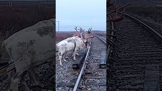 Nomads arctic reindeer herders nomadsofthefarnorthofyamal [upl. by Ralleigh262]