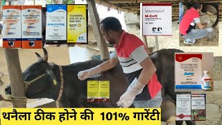 mastitis treatment in cows  mastitis mastitis in cows  mastitis treatment  cattle disease थनैला [upl. by Olotrab879]