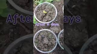 Propagation of Parijatham from seeds  Night flowering jasmine  gardening [upl. by Tedi]