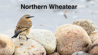 Northern Wheatear [upl. by Bui]