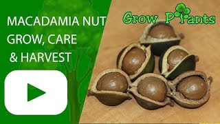 Macadamia nut tree  grow care amp harvest [upl. by Dougald]