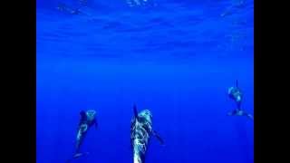 Rissos Dolphins [upl. by Emmalynne724]