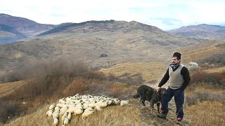 LA STANA LUI CRISTICAINI FOARTE BUNI LA FIARE SALBATICE NE INTAMPINAOI TURCANE FAINE [upl. by Nilo85]