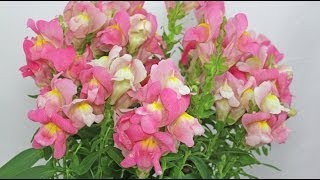 Antirrhinum majus  Löwenmäulchen Snapdragon [upl. by Aneryc685]