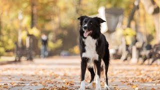 Collie Chaos🎶🐾  A Lively Song for Border Collie Fans 🐕💥 [upl. by Pinchas]