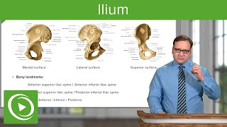 Ilium Body amp Bony Landmarks – Anatomy  Lecturio [upl. by Derwood]