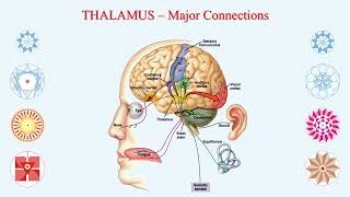 THALAMUS  The Sensory Relay Center  The Super Secretary [upl. by Anair]