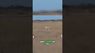 Springboks the Speedy Jumping Antelopes of Southern Africa [upl. by Kurtis438]