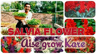 Salvia Flower Plants Aise Grow Kare  Hindi  Urdu [upl. by Hyrup]