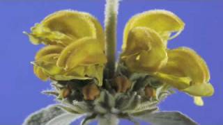 Phlomis fruticosa flower timelapse [upl. by Noivax]