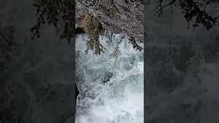 Rheinfall🇨🇭 wasserfall strömung nature [upl. by Wallack]