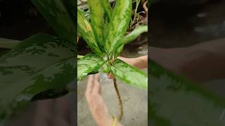 Aglaonema Silver Queen Propagation from cutting 💚✂️  Easy Method shorts garden plants [upl. by Aicekat]