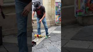 An Unusual Street Performer in Malta [upl. by Mccollum]