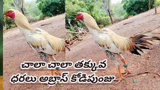 సూపర్ క్వాలిటీలు ఫ్రెండ్స్ 63093 13608 Khrfarms venky nellore kollu [upl. by Euqinomod]