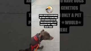 Selecting a service dog from the shelter servicedog realworld dog [upl. by Anitnatsnoc719]