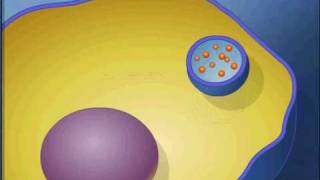 exocytosis animationavi [upl. by Nereids]