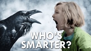 Is a Crow Smarter Than a Fifth Grader [upl. by Eda]