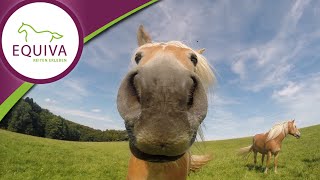 Der Haflinger im Rasseportrait [upl. by Cesaro]