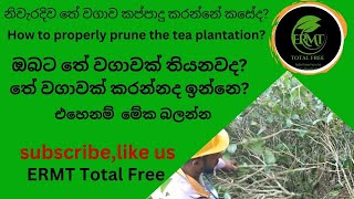 How to properly prune the tea plantation තේ වගාව කප්පාදුව Expert Techniques for Maximum Yield [upl. by Paradies]