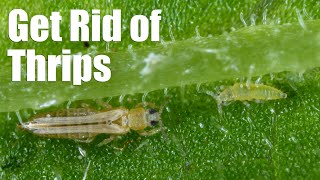 Deal with Thrips on Your Plants [upl. by Goddart]