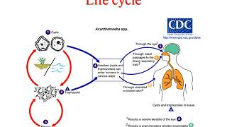 Pathogenic free living amoeba lecture [upl. by Fry]