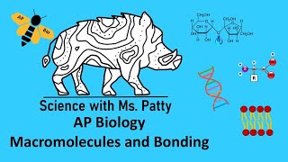 AP Bio  Macromolecules and Bonding Unit 1 [upl. by Ause]