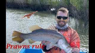 Townsville Estuary lure fishing [upl. by Cchaddie]