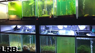 How I Go About Treating New Fish and Quarantine and Meds [upl. by Eiclek]