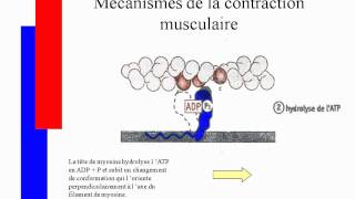 Mécanismes de la contraction musculairesavi [upl. by Strong]