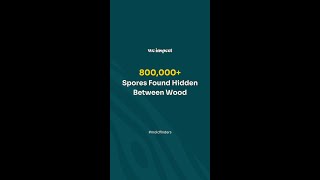 800000 spores found hidden between wood [upl. by Zobias]