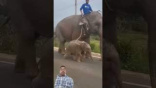 Hathi Mera Sathi elephant funny love elephat [upl. by Gentilis265]