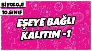 10 Sınıf Biyoloji  Eşeye Bağlı Kalıtım 1 [upl. by Emanuele]