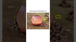 Earthworm fertilization process [upl. by Ettesoj]