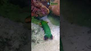 The Incredible Peacock Mantis Shrimp Natures Power Punch [upl. by Alys]