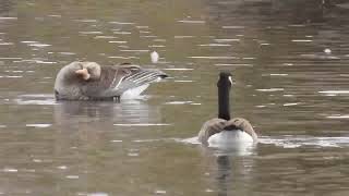 Preening Greater white fronted goose [upl. by Yliram]