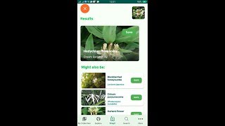 PlantSnap identifies a Cream Garlandlily Hedychium flavescens [upl. by Nahtanha]