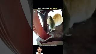 Janwaro Ke Sabse Gajab Ke Karname 😂👀 funny cat amazingfacts animals factsinhindi fact [upl. by Ereynihc247]