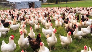 European Farmers Raise Millions Of Chickens In Free Range Farms This Way  Chicken Farming [upl. by Eugene]