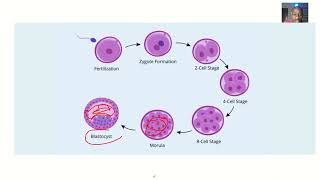 Formation of Blastocyst  Process of Blastogenesis [upl. by Ivette523]