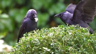 Vroege Vogels  Kauwen eten van boxusmotrupsen [upl. by Ninazan52]