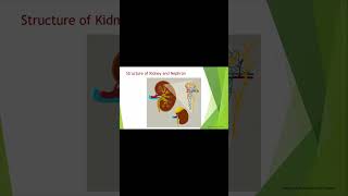 Function of Kidney shortvideo lifeprocesses class 10 CBSE [upl. by Anikat805]